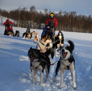 Husky sled dogs running through snow on a dog sledding tour near Tromsø, Norway