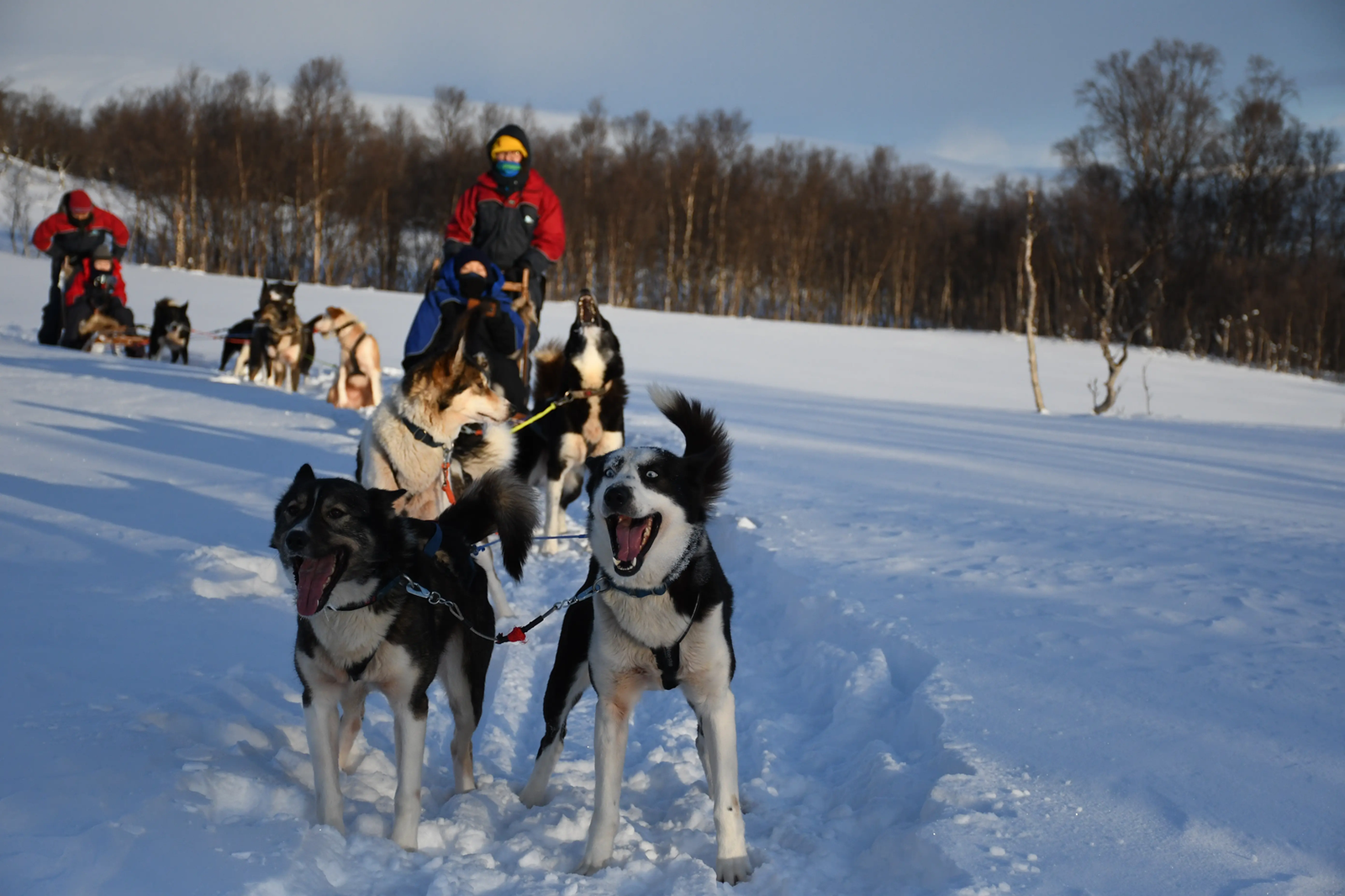 Husky sled dogs pulling a team through snowy landscapes near Tromsø during a winter dog sledding tour