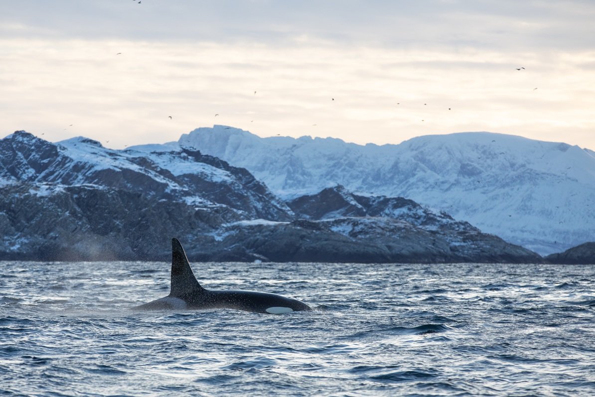 Orca surfacing in a snowy Arctic fjord during a whale watching tour near Tromsø, Norway